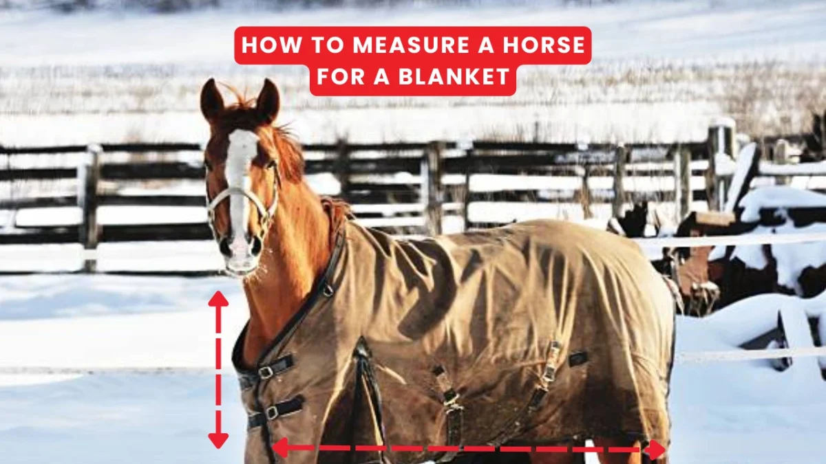 How to Measure a Horse for a Blanket Complete Guide for the Perfect Fit in 2026