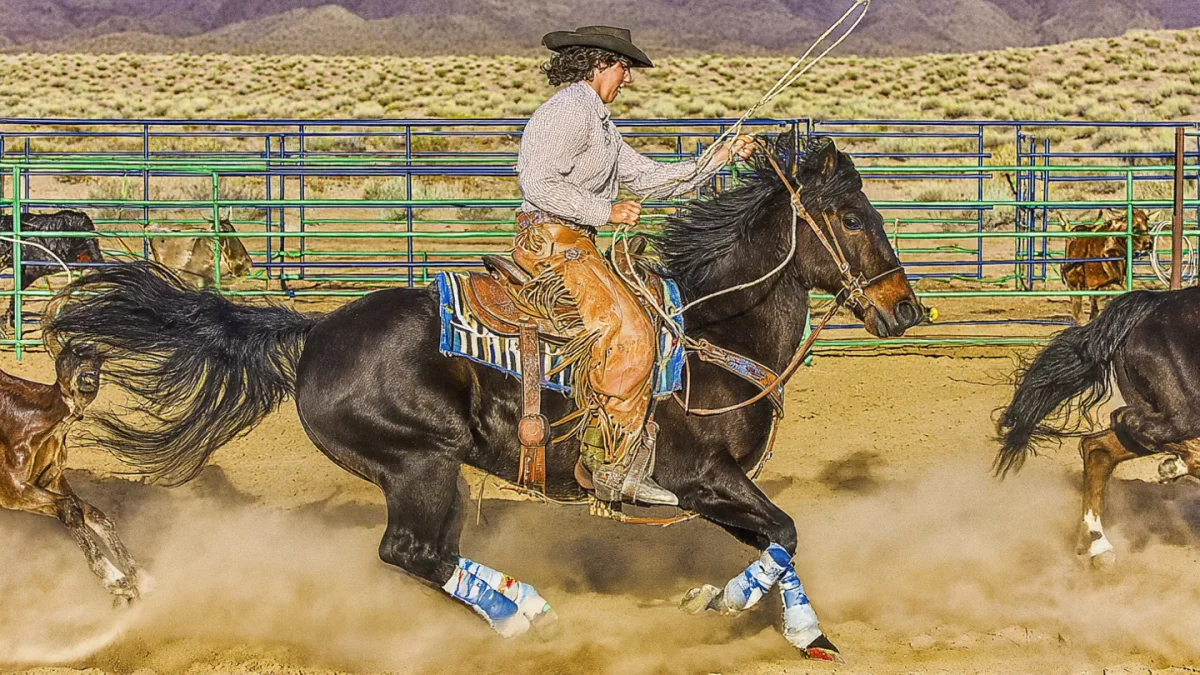 Lasso Del Sol & Roping Qualifiers 2025–2026 The Ultimate Arizona Winter Guide