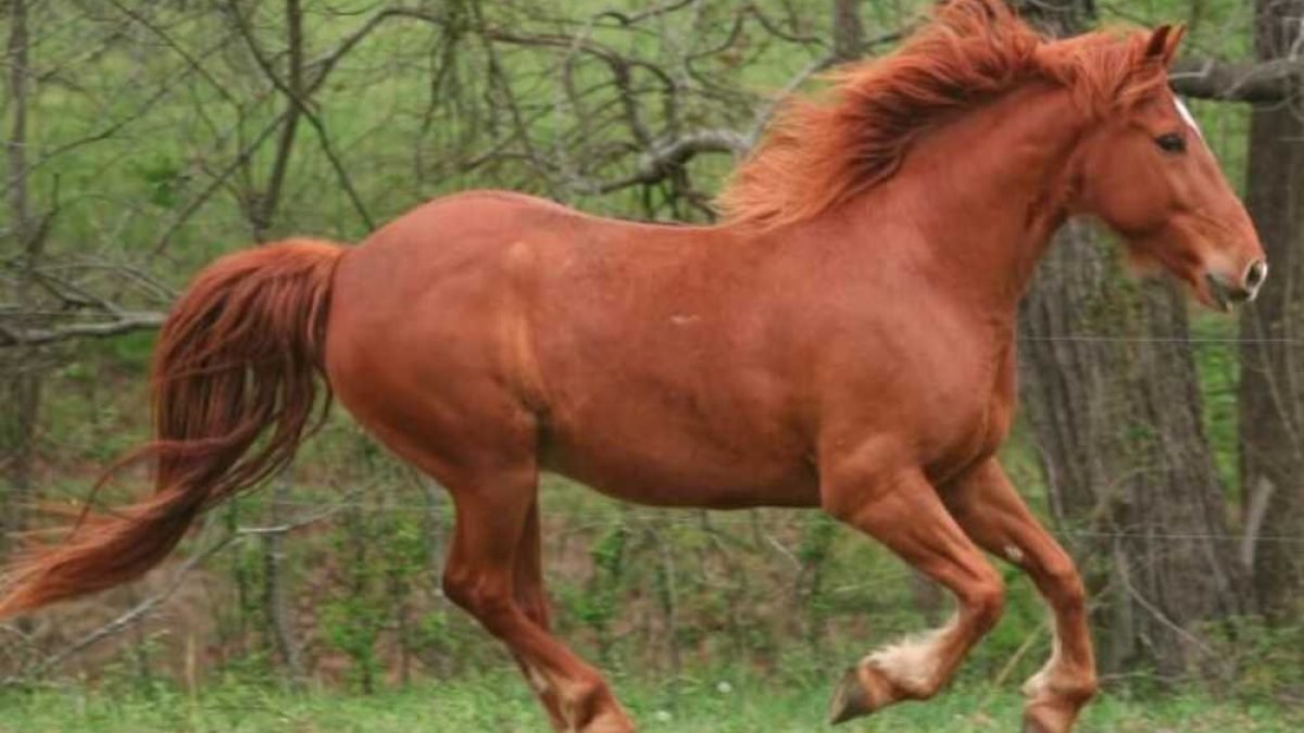 Eco-friendly hoof knife with biodegradable handle material