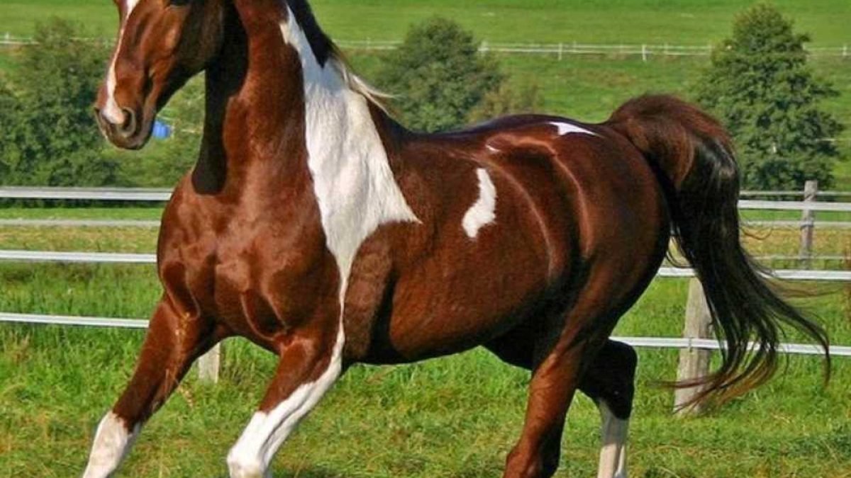 Rescued pony from Spindle Farm enjoying peaceful home