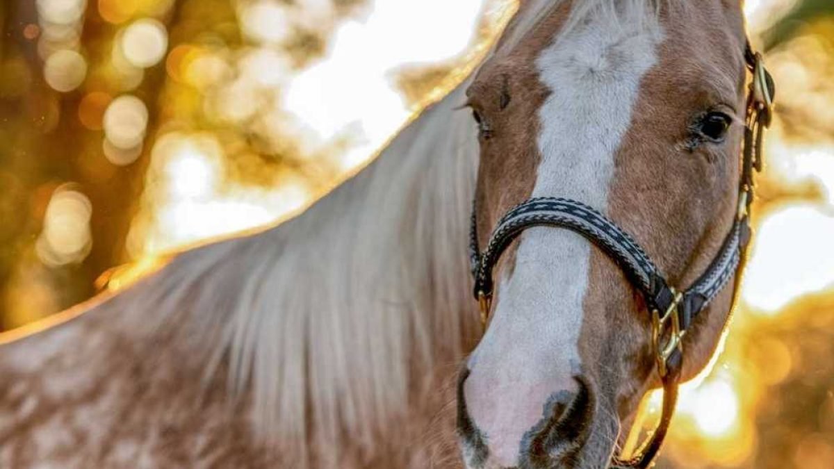 Two mules participating in bloodhounding field sport