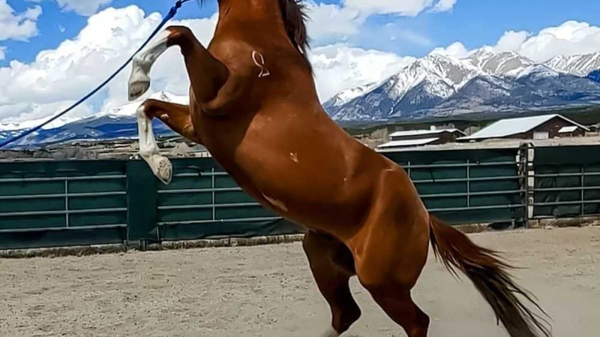 Diagram showing leaky gut in horses and intestinal lining inflammation