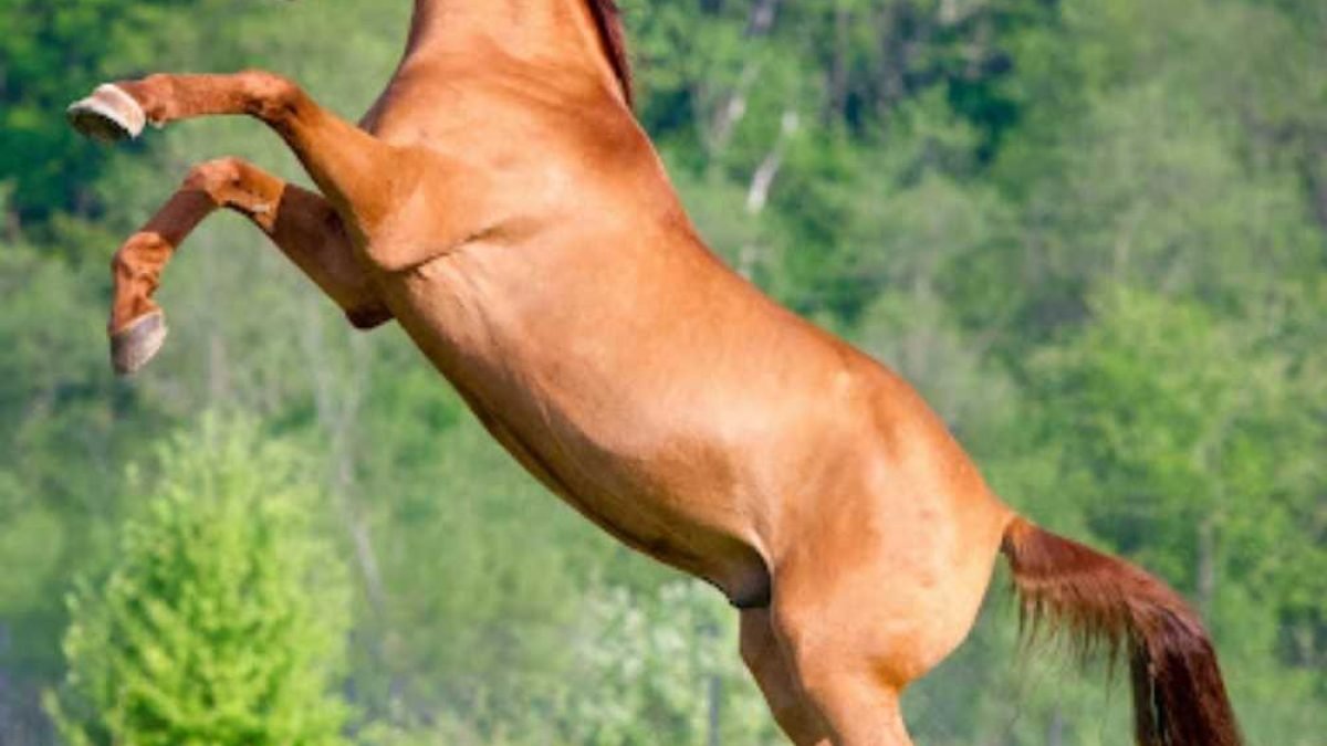 Native Ponies Are Back