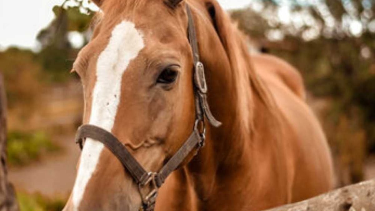 Rider placing a saddle pad correctly with spine clearance under the saddle