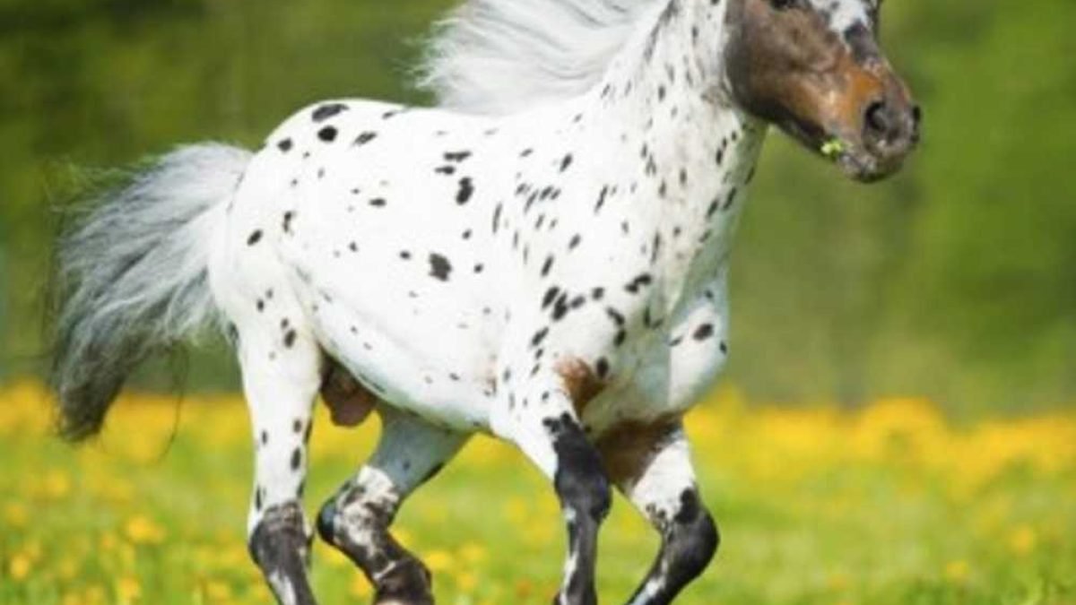 equine gut ecosystem