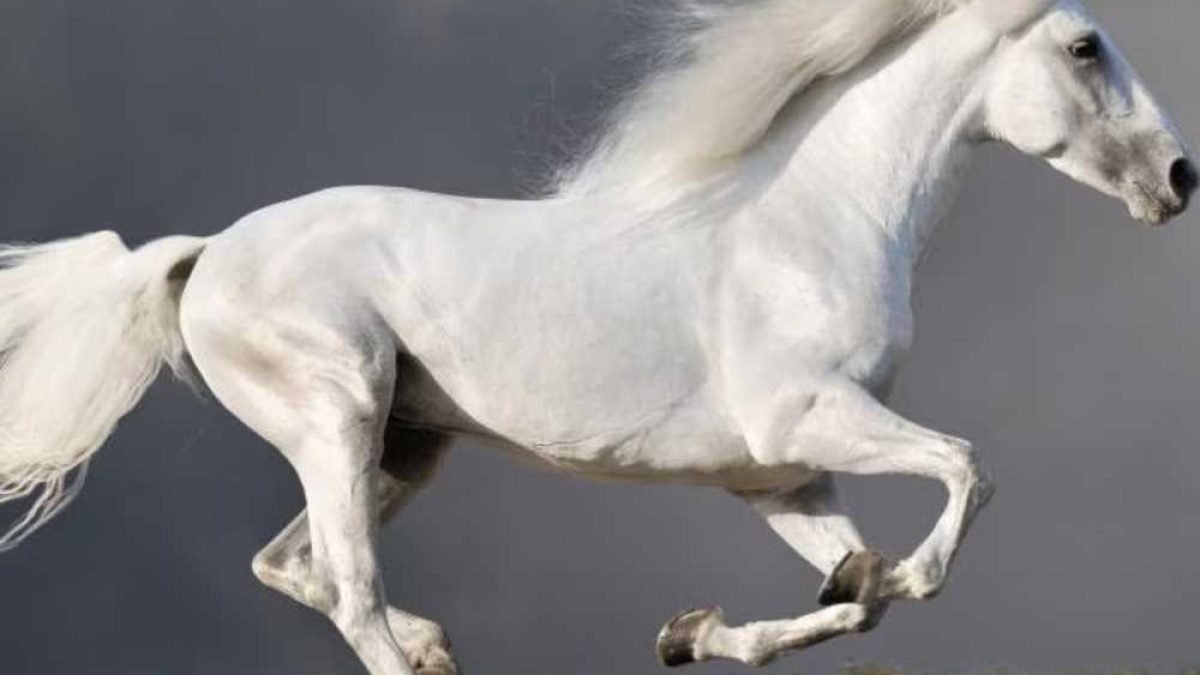Old horseshoe pullers and clinchers cleaned and prepared for reuse