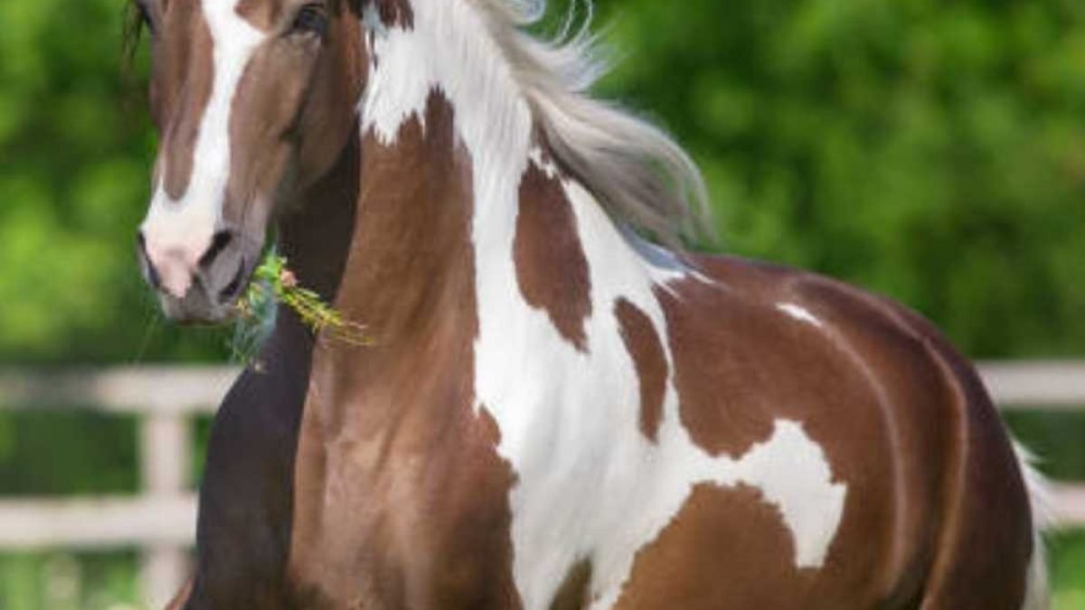 Diagram showing horse intestinal lining and gut barrier function