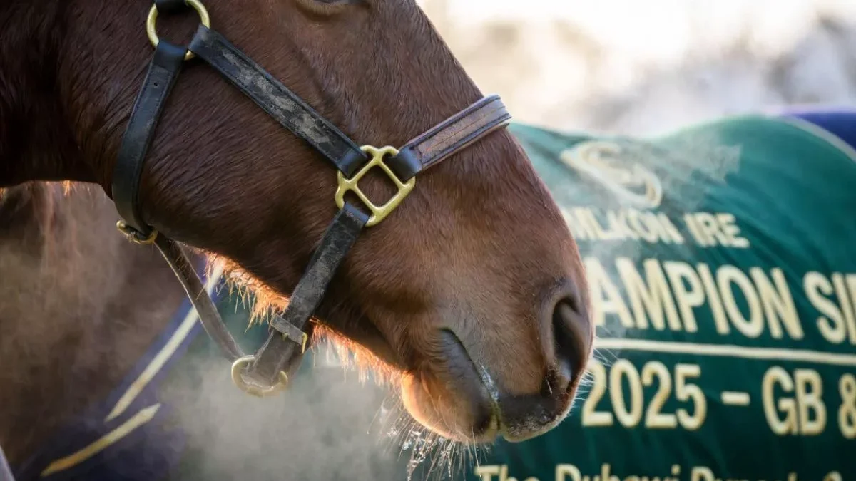 Night of Thunder Crowned 2025 British & Irish Champion Sire