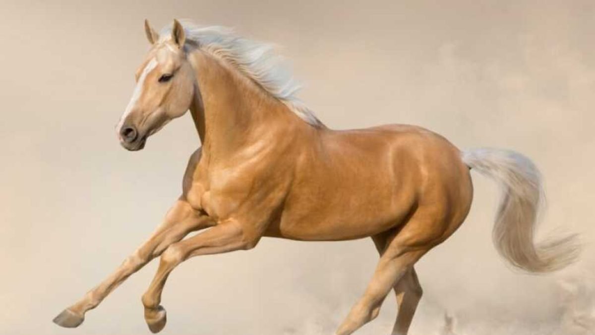 Farrier carefully using a hoof knife on a laminitic hoof for corrective trimming