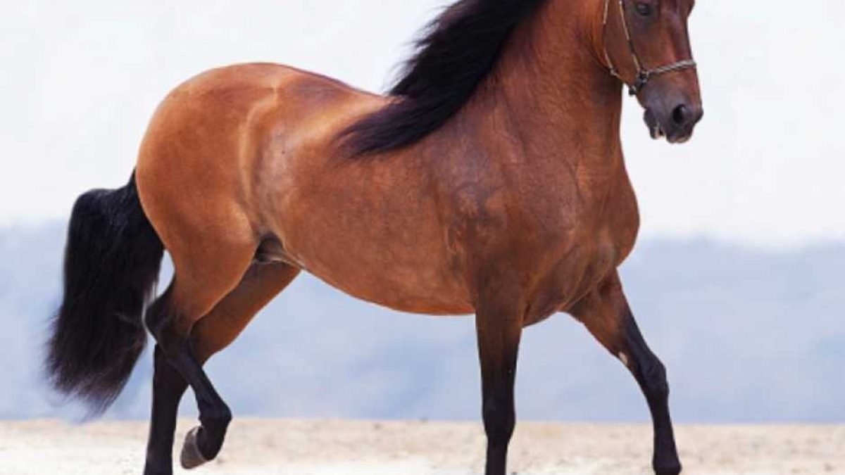 Comparison of a saddle pad and a numnah placed side by side on a horse
