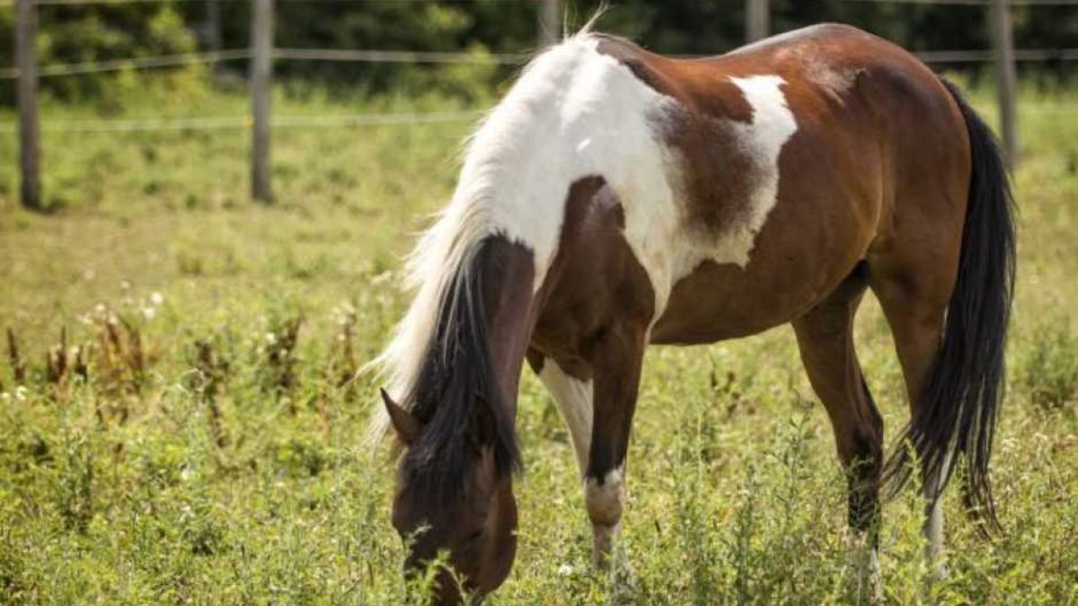 Farrier using a hoof knife to carefully open drainage for a hoof abscess