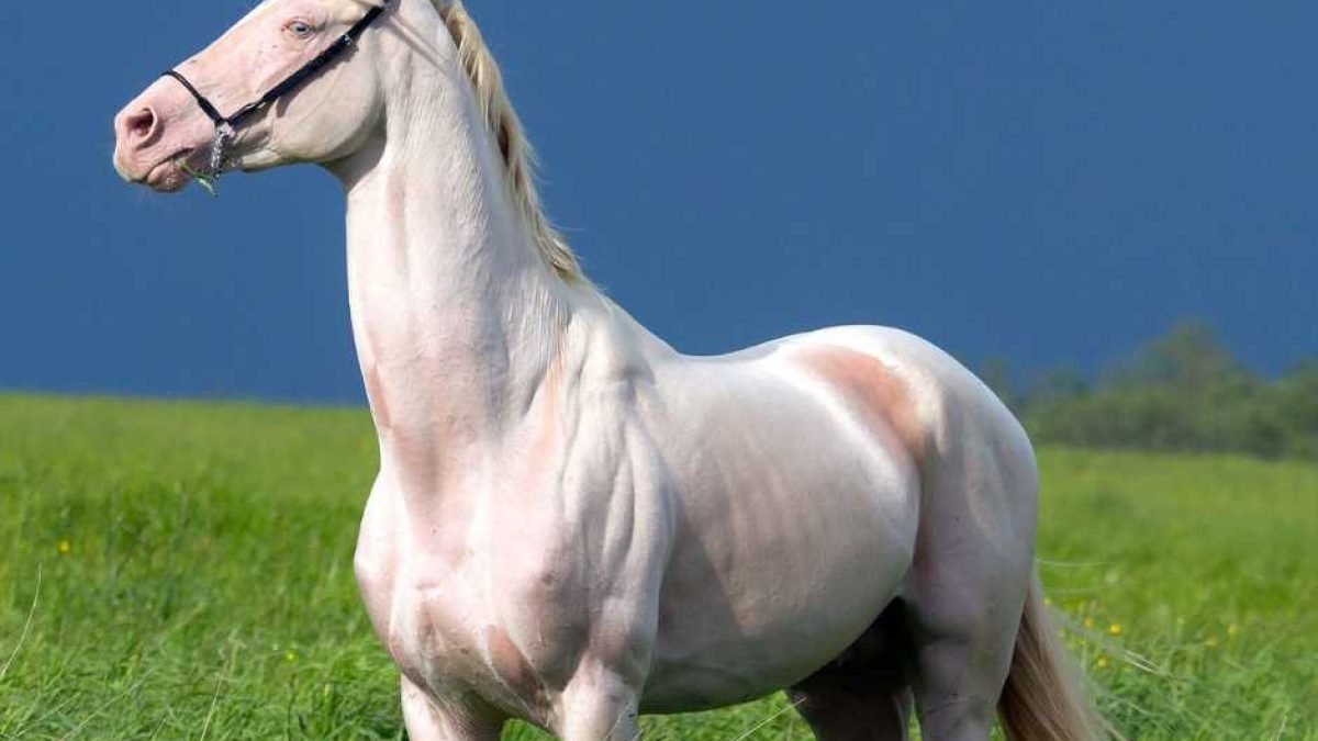 Horse eating hay with a feed bucket showing ulcer prevention feeding routine