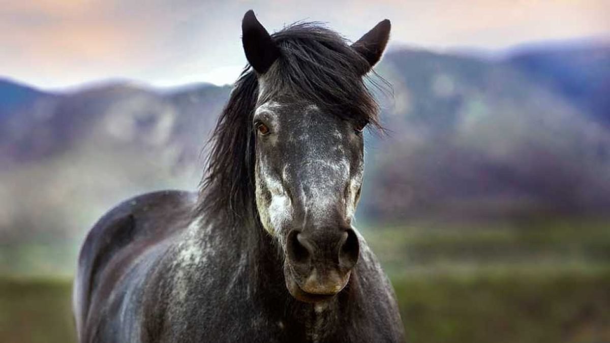 Contoured saddle pad fitted on a horse showing topline and wither clearance