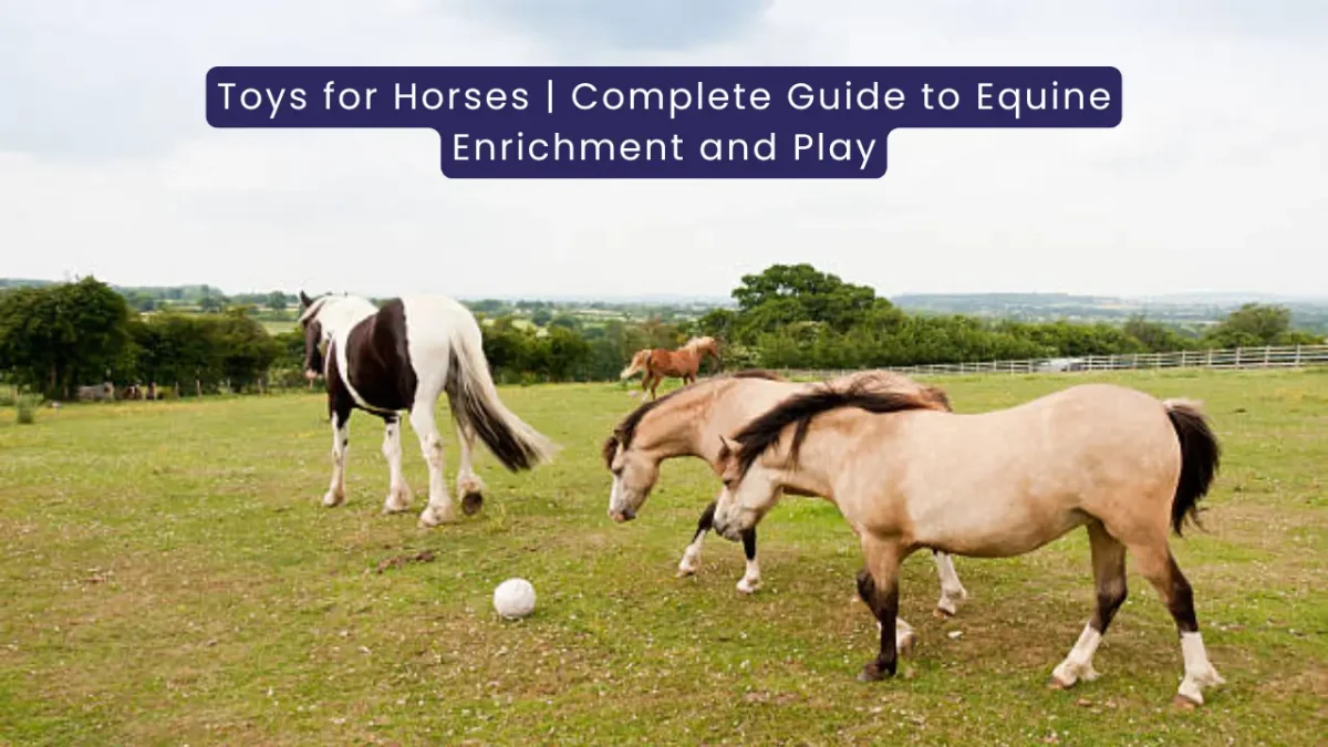 Toys for Horses The Complete Guide to Equine Enrichment and Play
