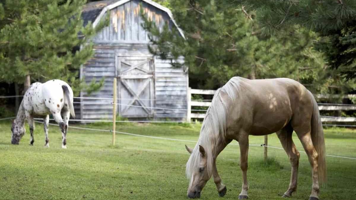 Equine Care Innovation & Wellness Expo showcasing modern horse care solutions