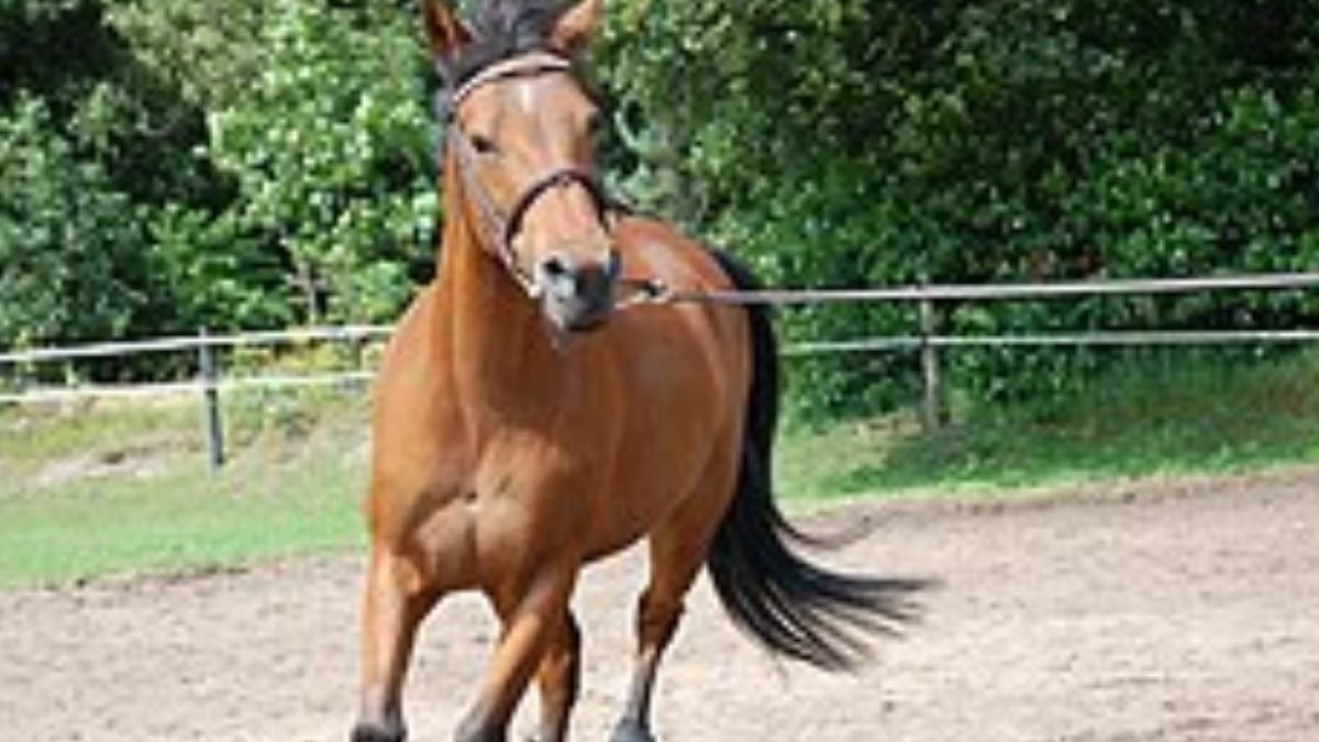 Eco-friendly cleaning of saddle pads and tendon boots using minimal water