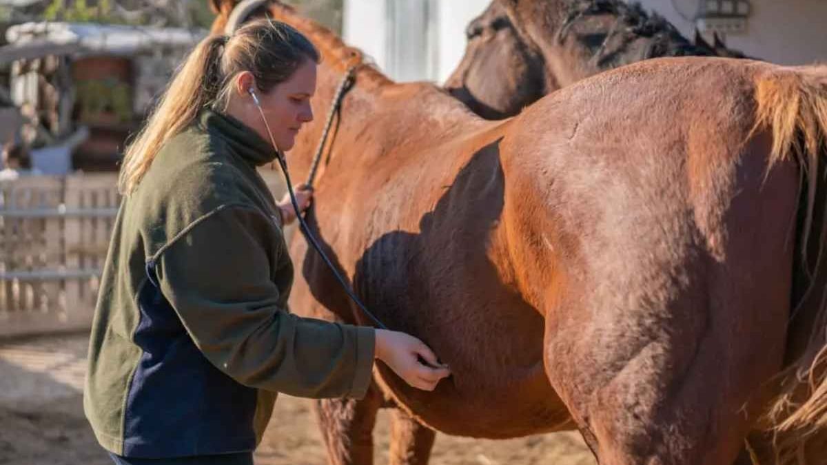 Horse showing behavior problems linked to gut health issues