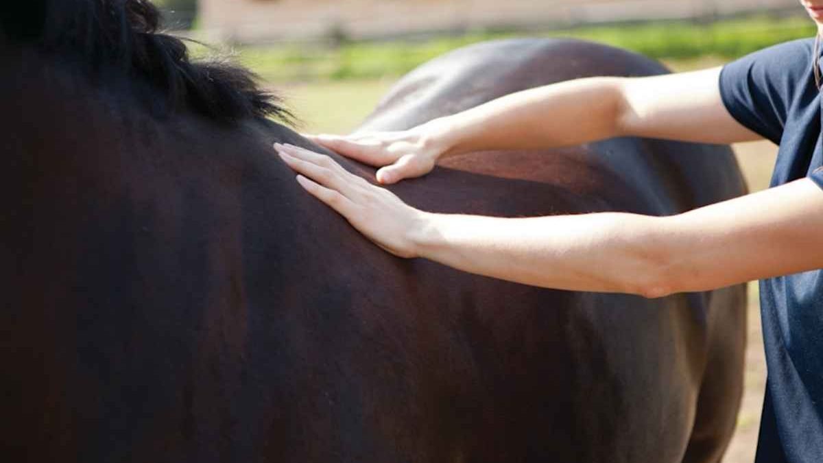 Horse showing signs of equine metabolic syndrome EMS with fat deposits