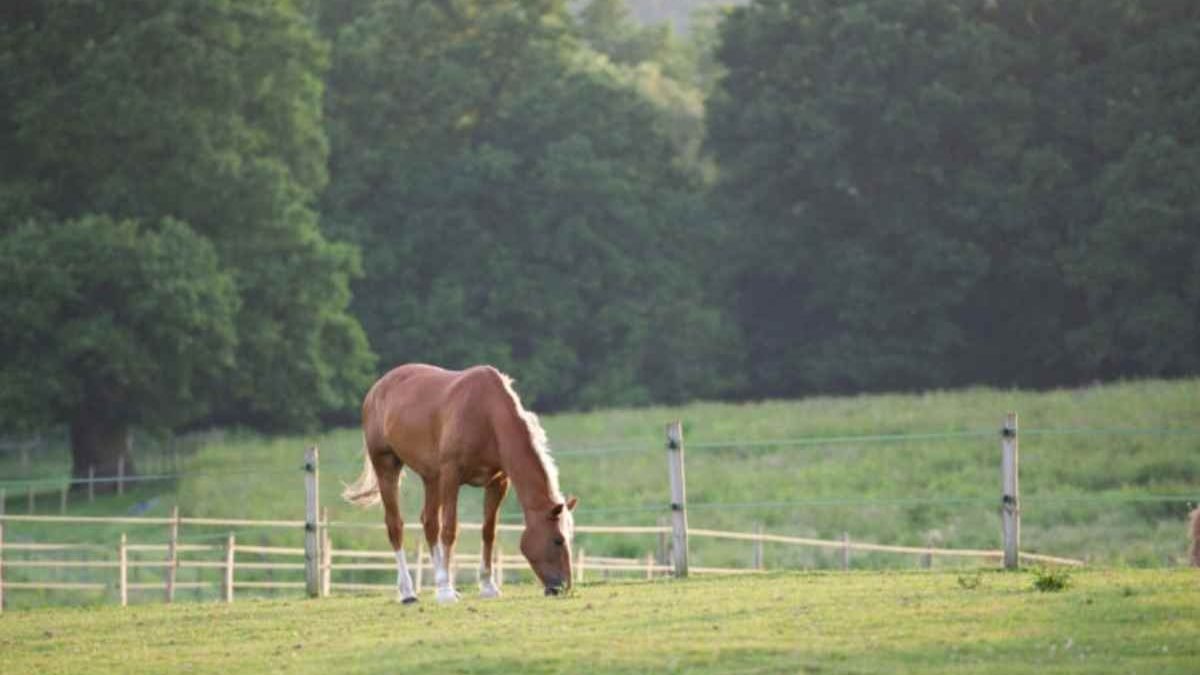 Equine land use plans for horse owners and land management