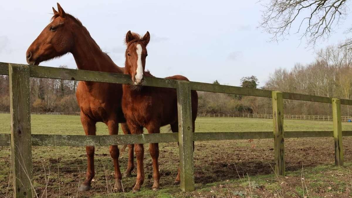 Redwings rescue horses receiving care