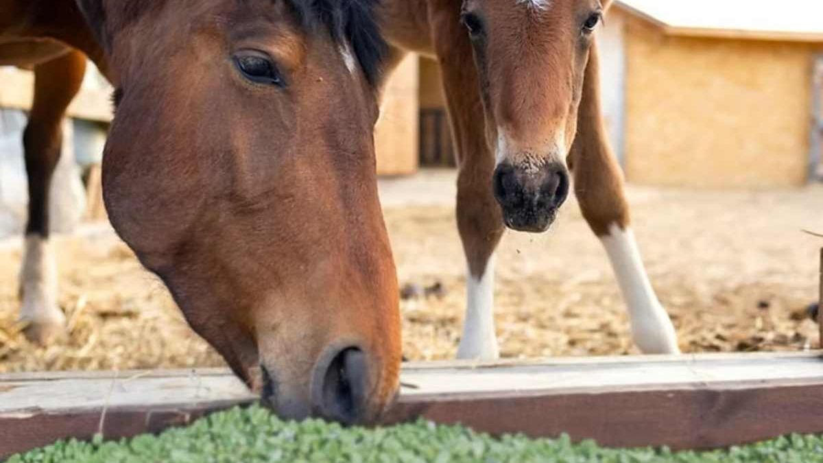 Horse eating alfalfa hay before exercise to buffer stomach acid