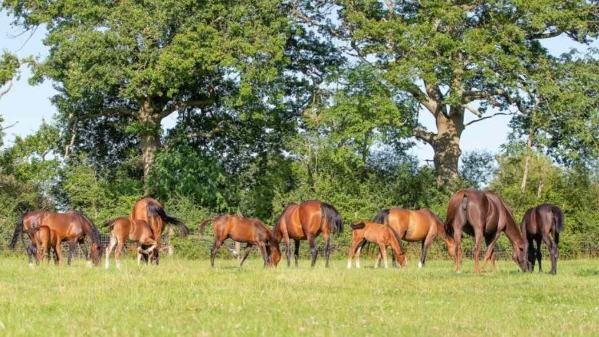 Horse welfare what horses need showing natural behavior and care