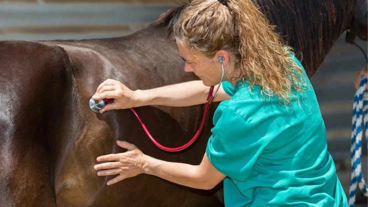 Horse affected by hindgut acidosis due to grain overload