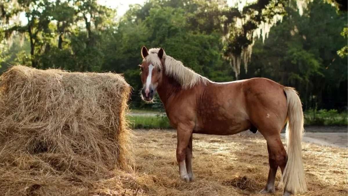 Horse eating forage hay to support gut health and digestion