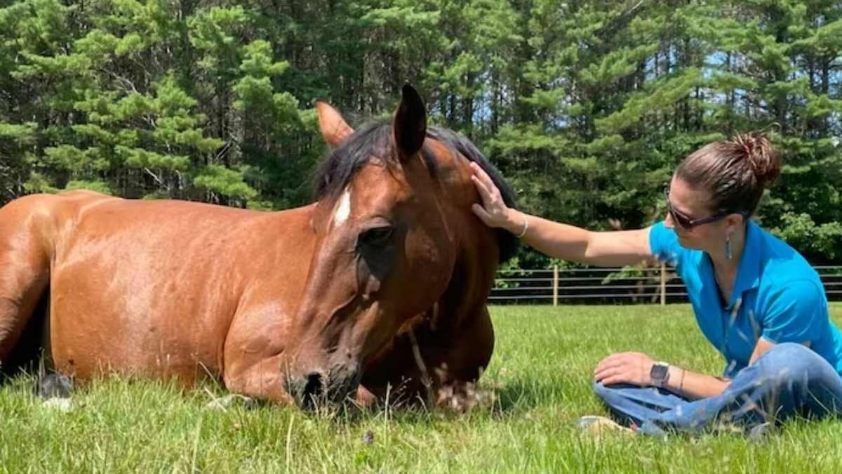 Horse showing signs of free fecal water syndrome related to hindgut imbalance