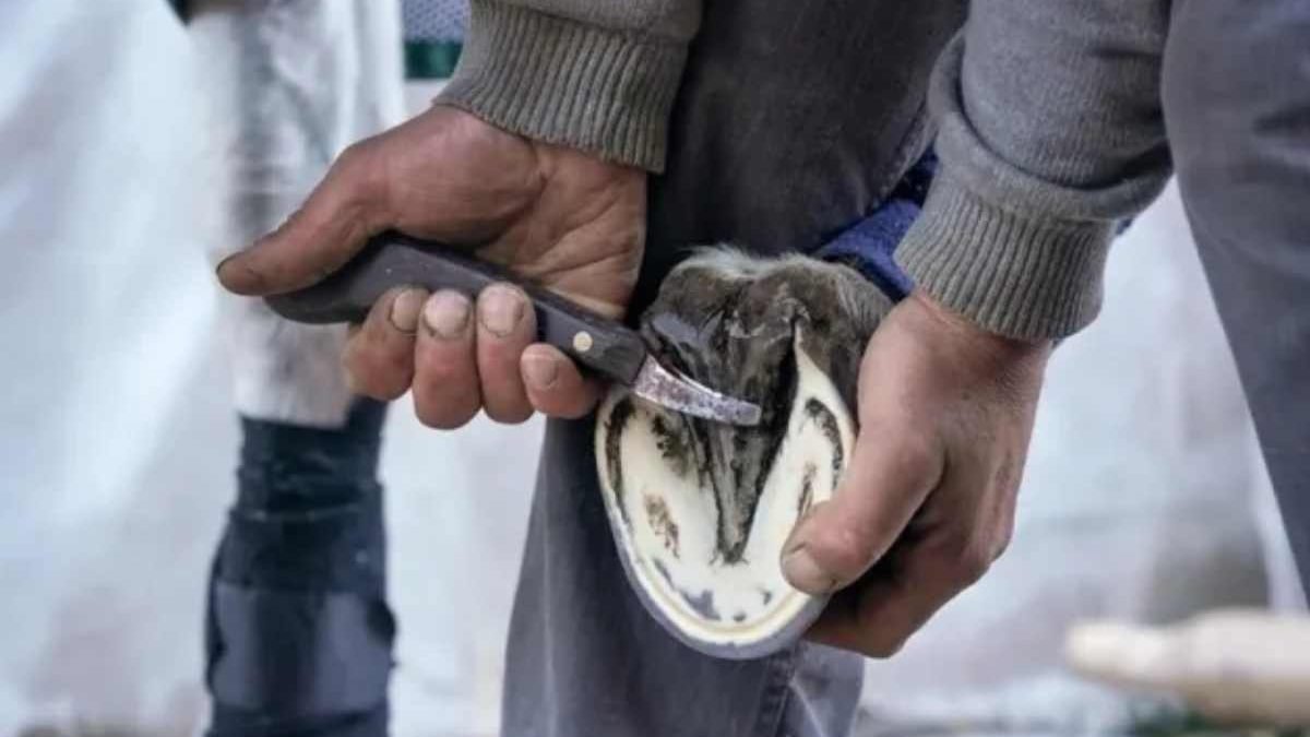 Farrier using ergonomic hoof knife for precise and comfortable hoof trimming