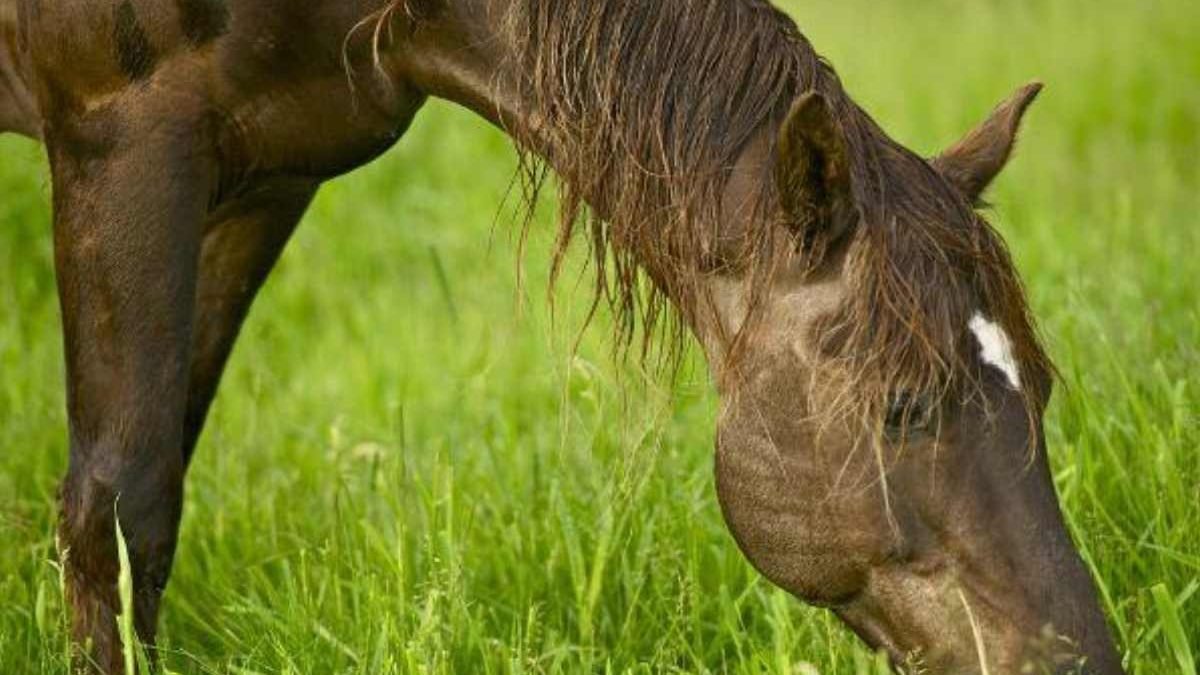 Horse eating forage to support hindgut health and prevent colic