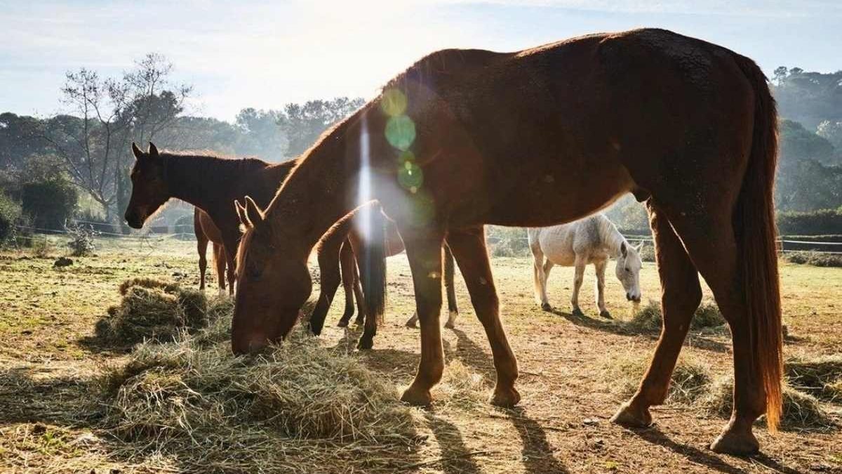 Horse consuming yeast culture supplement for improved digestion