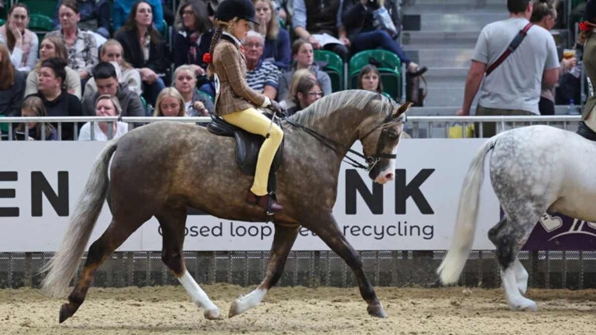 Ridden Partbred Pony Championship HOYS 2026 rider competing with pony