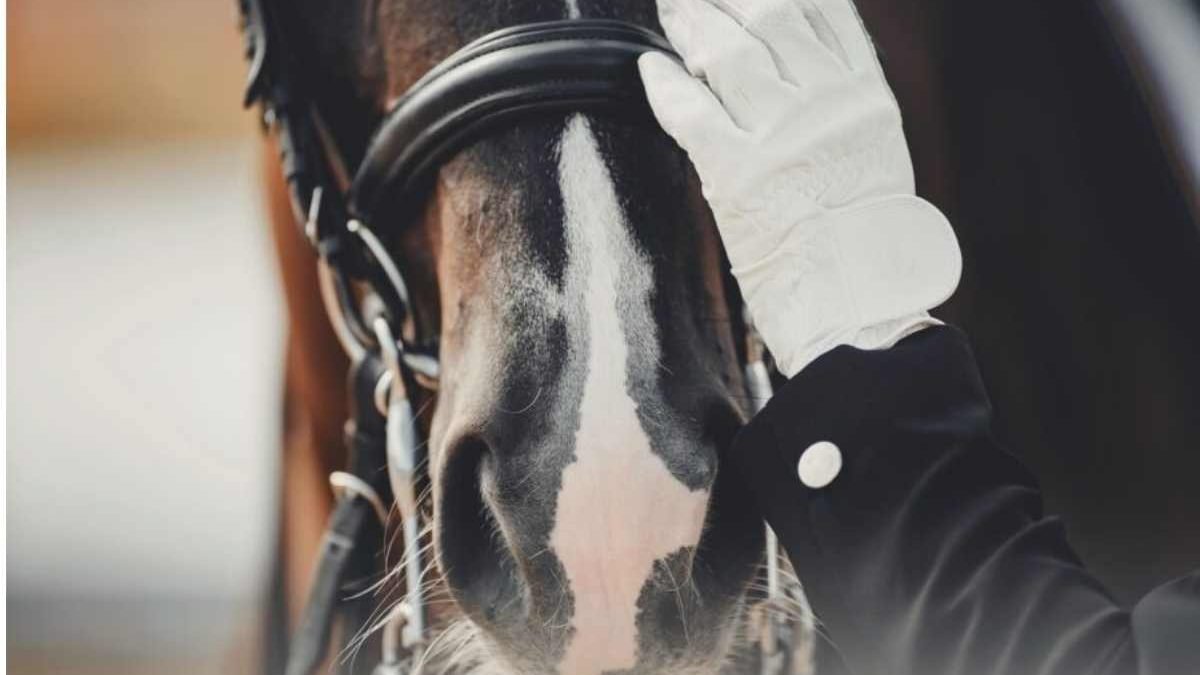 good life for sport horses from start to end with proper care