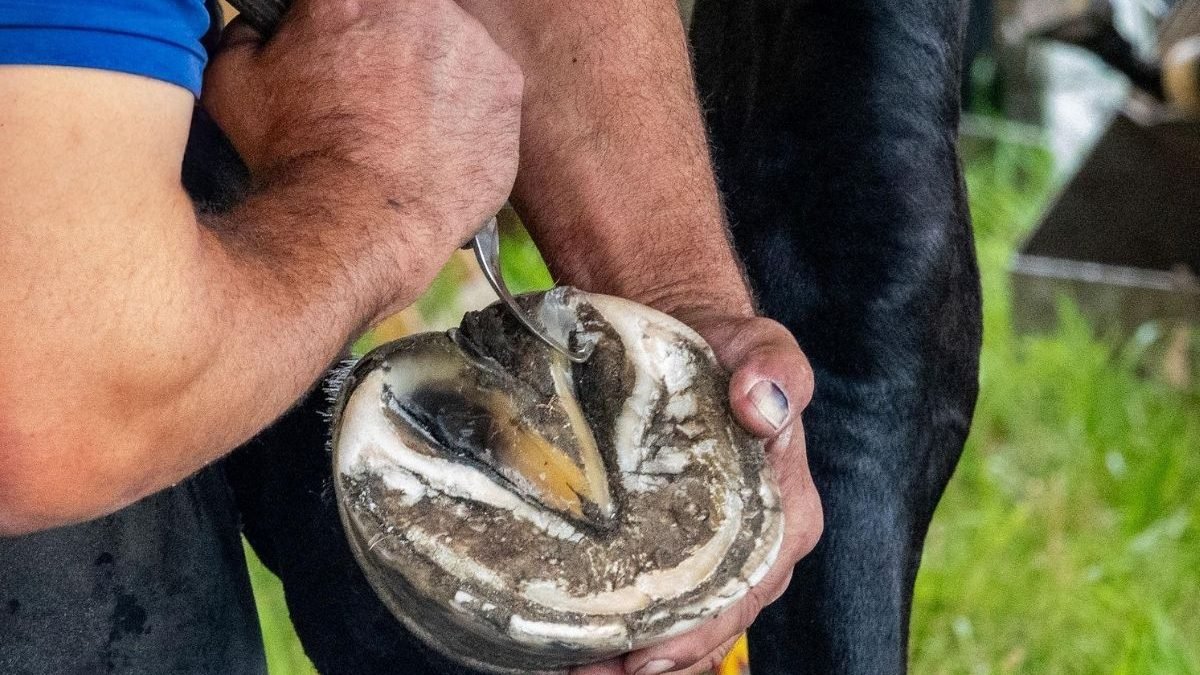 Farrier comparing thin and thick hoof knife blades for trimming efficiency
