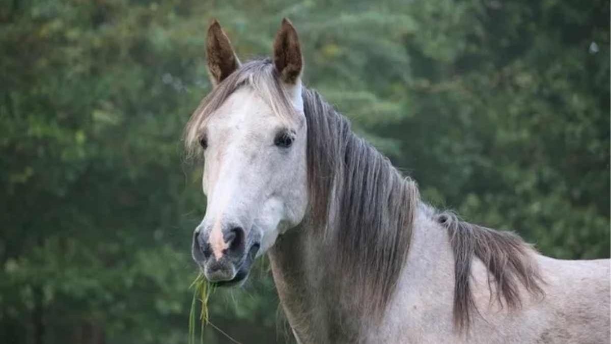 prebiotics postbiotics synbiotics for equine gut health