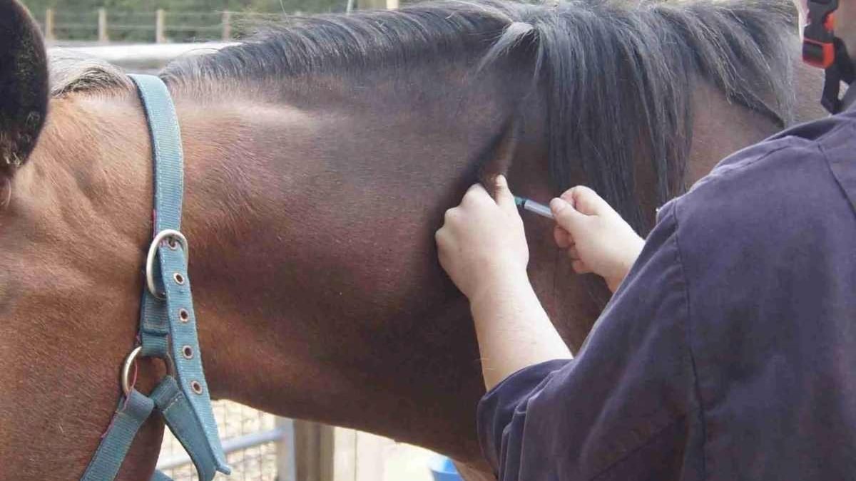 Horse with swollen lymph nodes showing symptoms of strangles disease