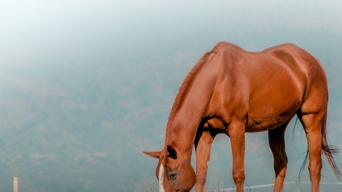 Horse trailer with securely stored cowboy hats and aprons for eco-friendly transport