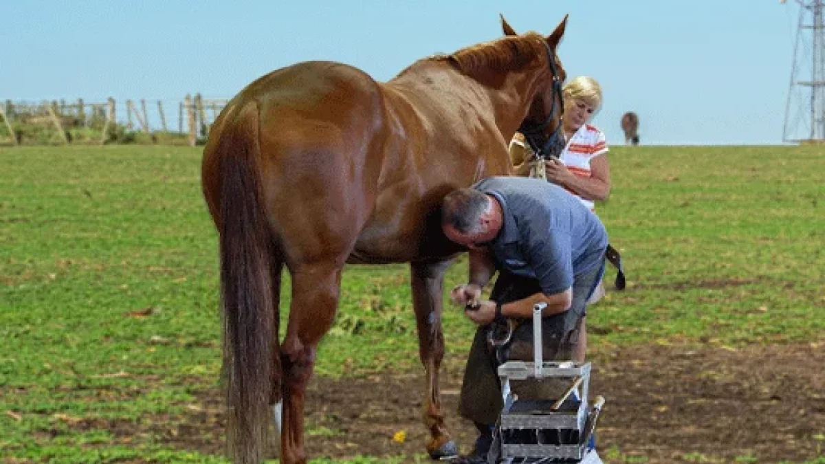how to use a hoof knife