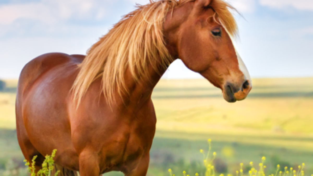 Redwings Horse Sanctuary supporting rescued horses through Harry Hall charity partnership