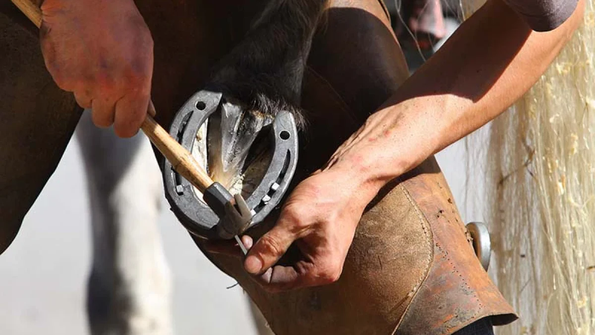 essential farrier tools for horse hoof care