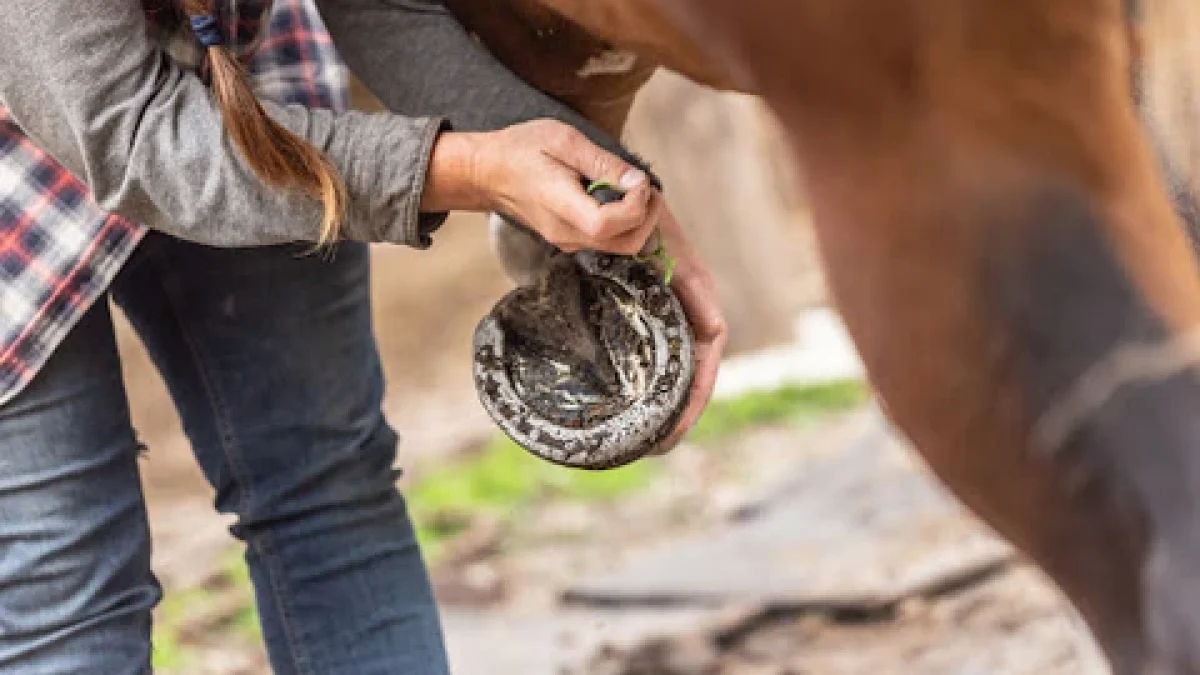 Professional farrier providing horse hoof care