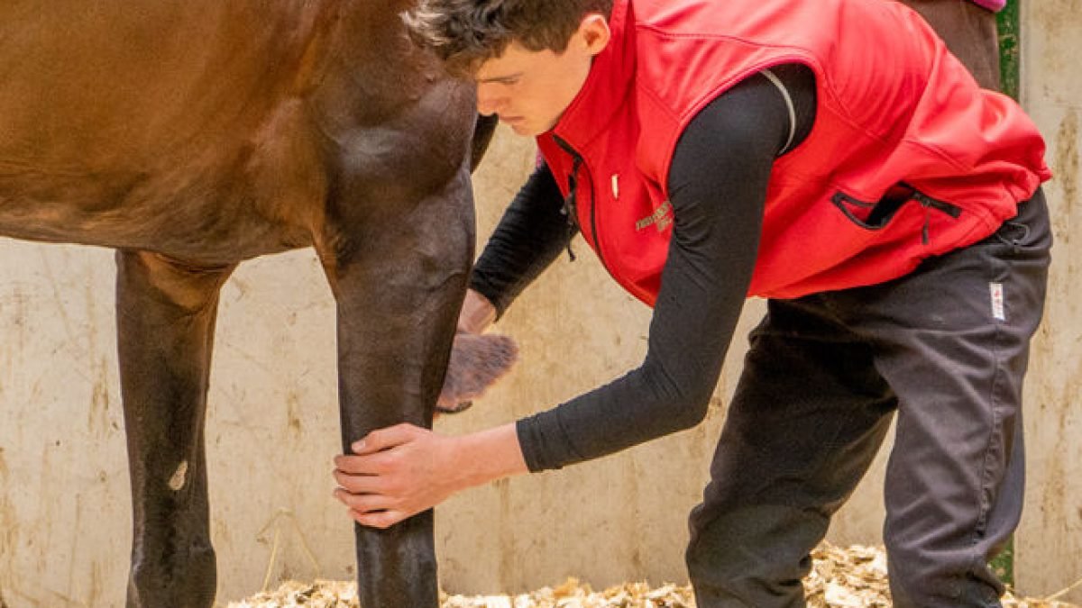 Horse standing on stable bedding during equine health survey